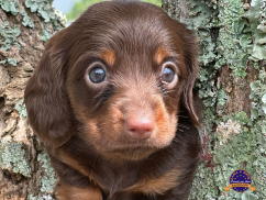 Dachshund (Teckel)