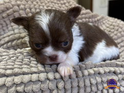 Chihuahua