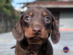 Dachshund (Teckel)