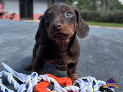 Dachshund (Teckel)