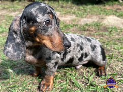 Dachshund (Teckel)