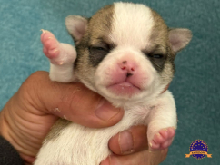 Chihuahua