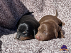 Dachshund (Teckel)