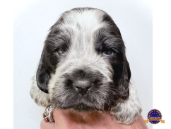 Cocker Spaniel Inglês