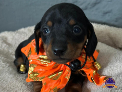 Dachshund (Teckel)