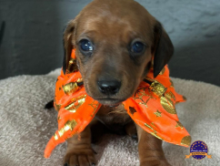 Dachshund (Teckel)