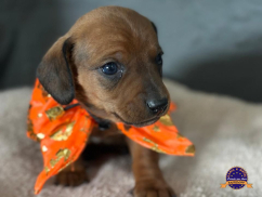 Dachshund (Teckel)