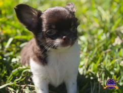 Chihuahua