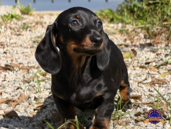 Dachshund (Teckel)