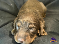 Dachshund (Teckel)
