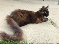 Maine Coon