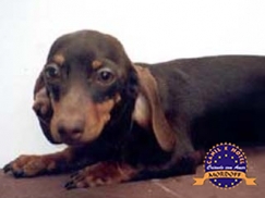 Dachshund (Teckel)