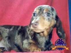 Dachshund (Teckel)