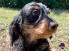 Dachshund (Teckel)