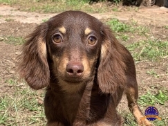 Dachshund (Teckel)